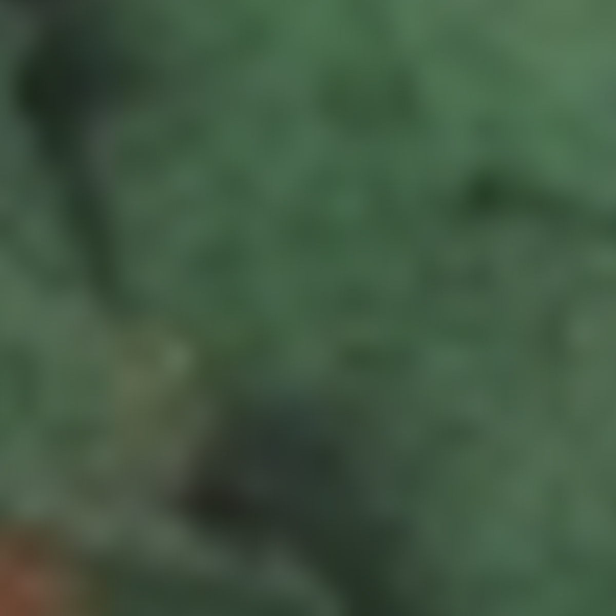 Olive Camo
