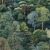 Green Forest